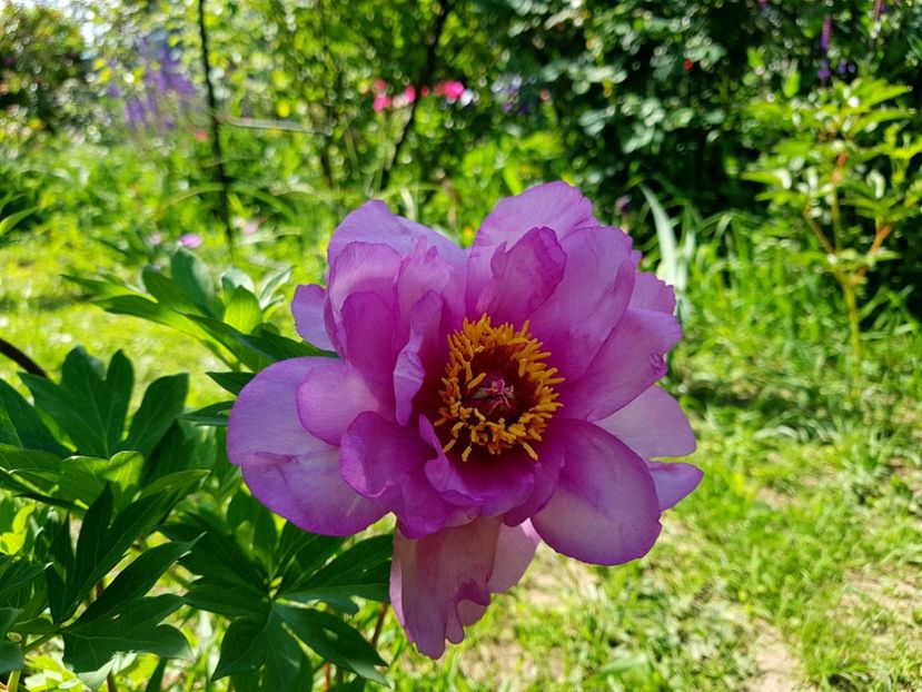 Morning lilac - 2020 Bujori