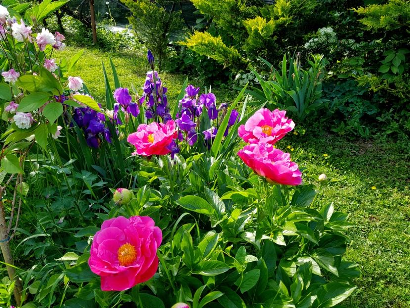  - 2020 Mai _Idilic Garden