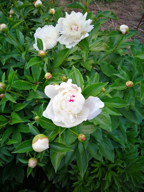 Festiva Maxima - 9-Bujori