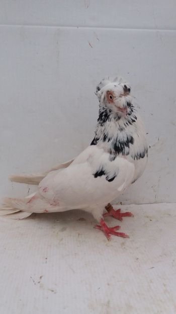 M 2016 - Por bimotati