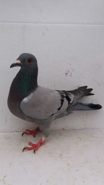 F 2019 vanduta - De! voiajori vanduti