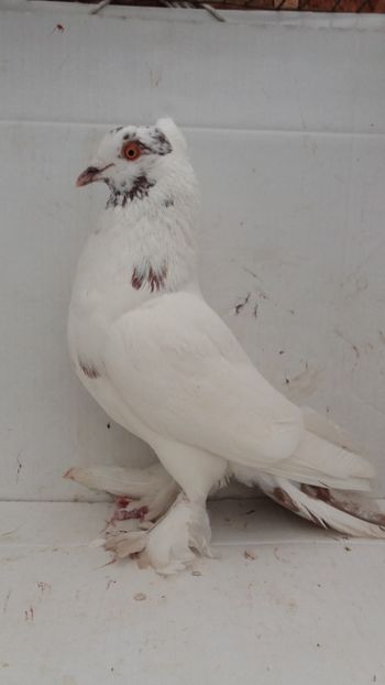 M 2019 - Por tapalagosi