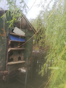  - Adaposturi Model---Model odinioara