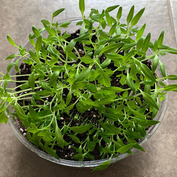 rasaduri :)  rosii, gogosari, telina si muscate, seminte romanesti :))) - Jurnalul gradinii 2020