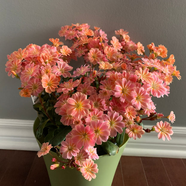  - Jurnalul gradinii 2020