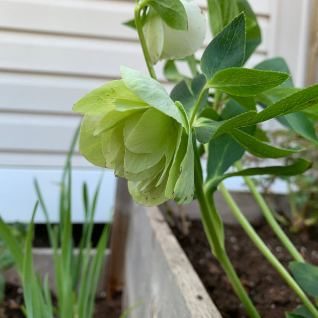  - Jurnalul gradinii 2020