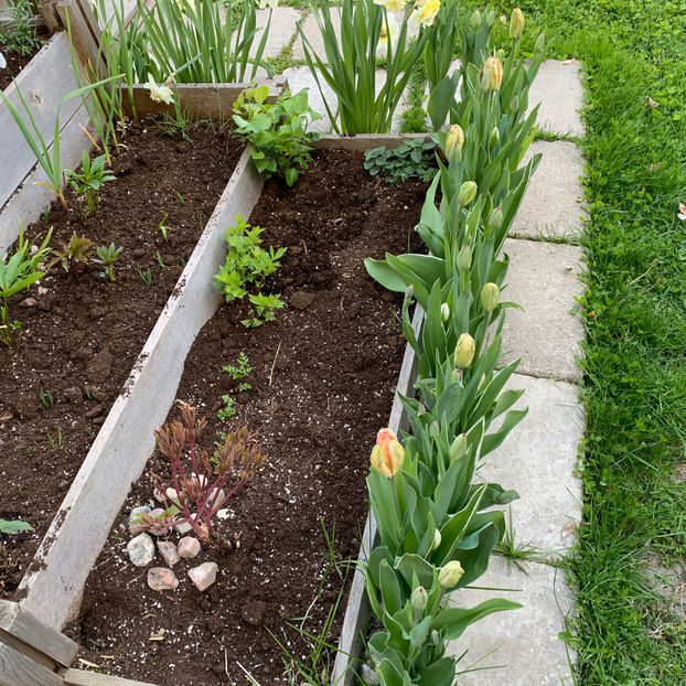  - Jurnalul gradinii 2020