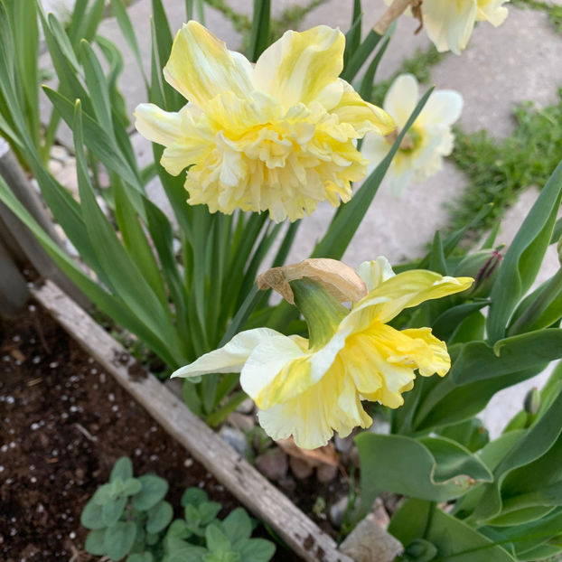  - Jurnalul gradinii 2020