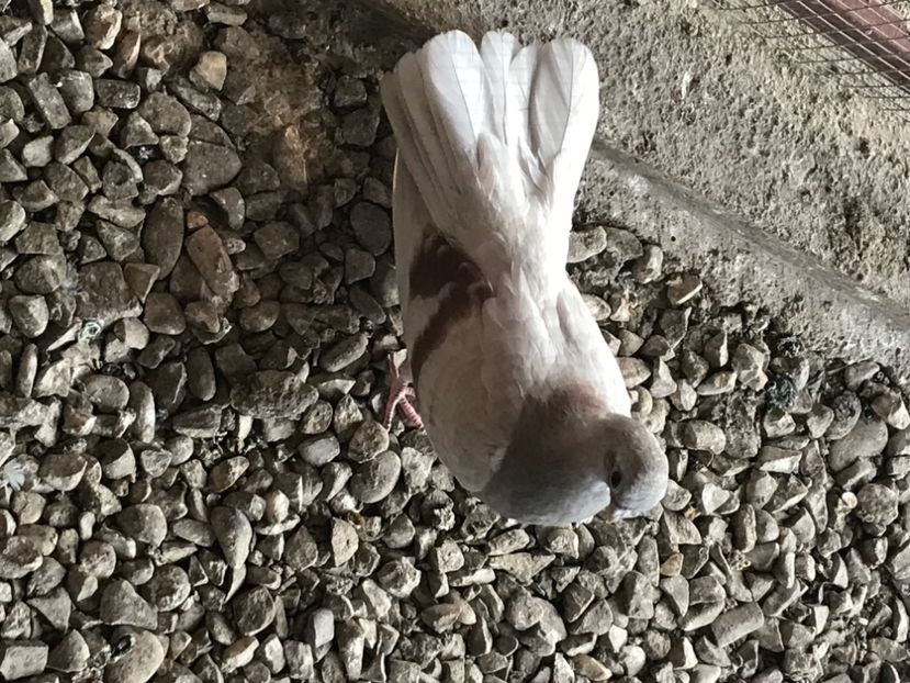 AEBD534B-F22D-403B-834F-848E9385E953 - Zburători Argintii