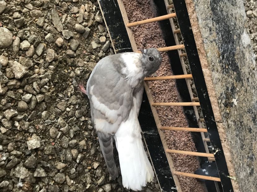 511784EA-CC3A-44DC-B686-3BE14C8A437D - Vargati cu dunga alba