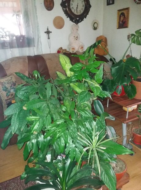  - flori de camera 2019