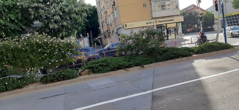  - Tulcea luna mai cu trandafiri 2020