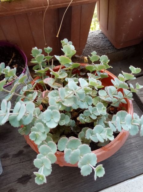 Sedum seiboldi - Mai 2020