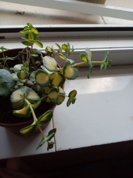 S. Variegat - Mai 2020