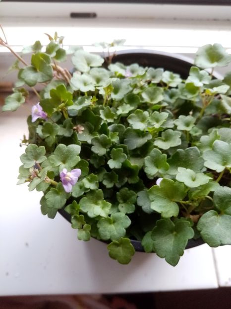 Cymbalaria - Mai 2020