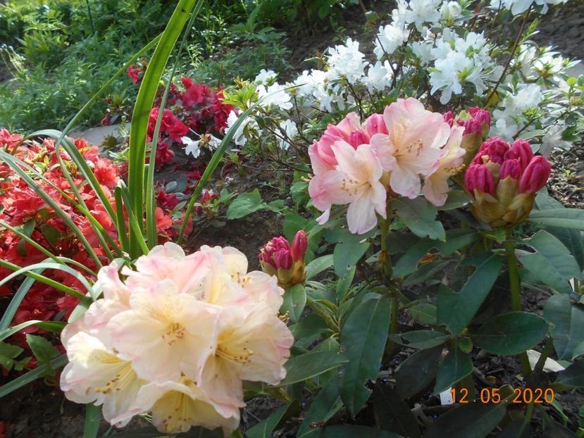 Rodo Percy Wiseman - 1Azalee-rhododendroni-heleborusi-hortensii-hoste 2020