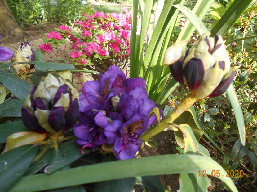  - 1Azalee-rhododendroni-heleborusi-hortensii-hoste 2020