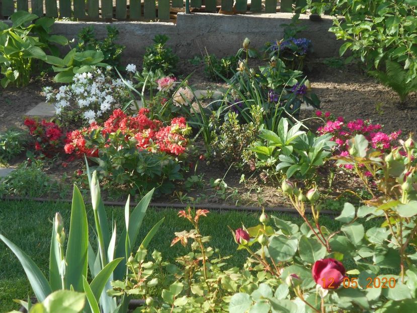  - 1Azalee-rhododendroni-heleborusi-hortensii-hoste 2020