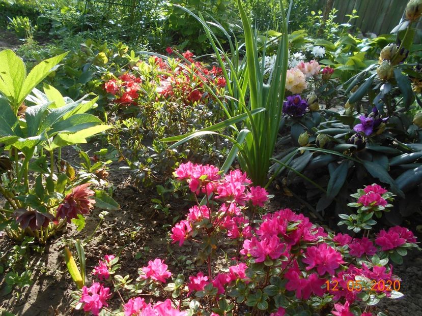  - 1Azalee-rhododendroni-heleborusi-hortensii-hoste 2020