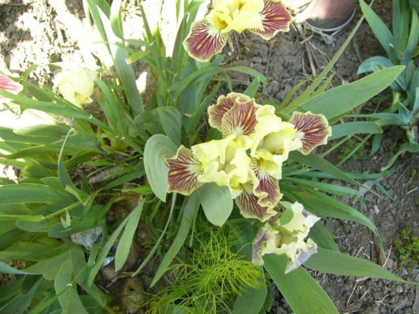 P1350591 - ANUL 2020