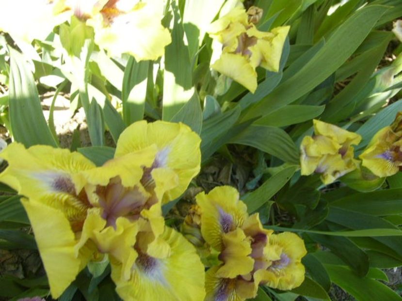 P1350603 - ANUL 2020