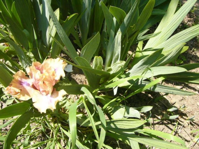 P1350605 - ANUL 2020