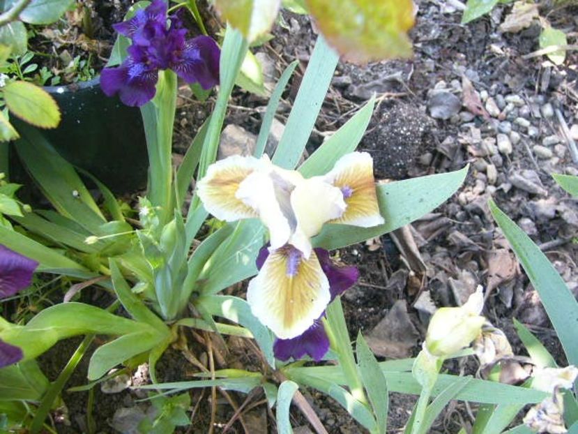 P1350607 - ANUL 2020