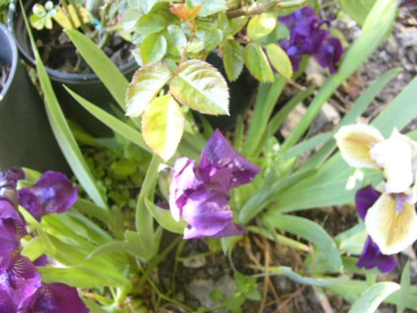 P1350609 - ANUL 2020