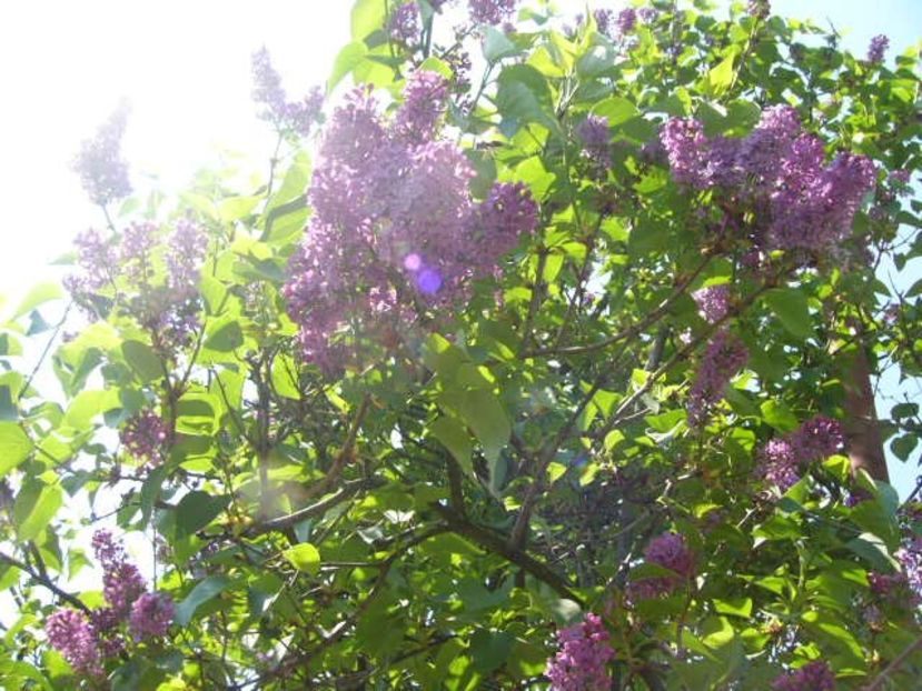 P1350614 - ANUL 2020