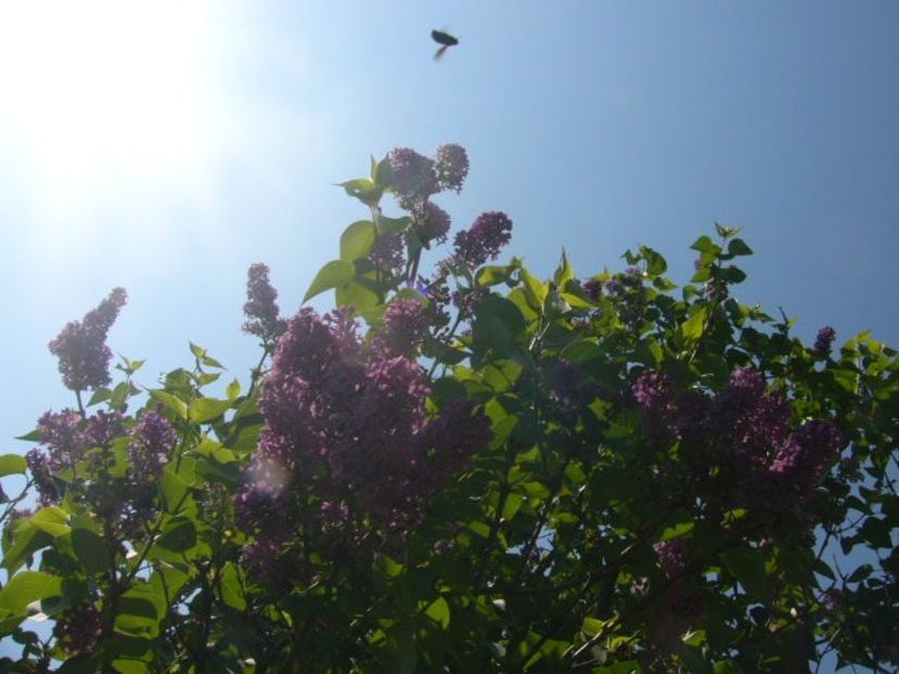 P1350615 - ANUL 2020