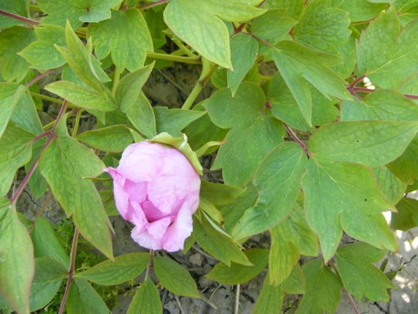 P1350617 - ANUL 2020