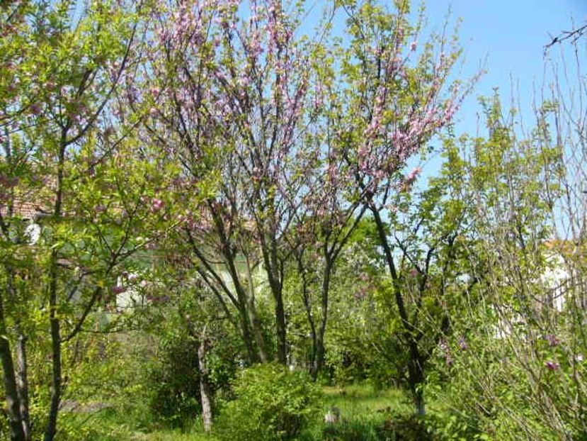 P1350638 - ANUL 2020