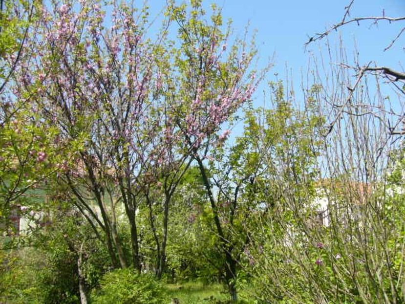 P1350640 - ANUL 2020