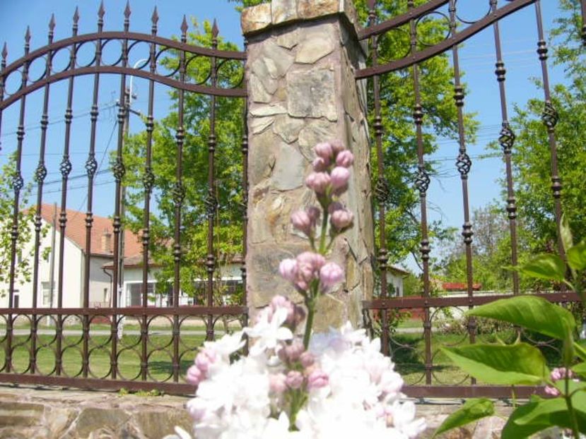 P1350652 - ANUL 2020