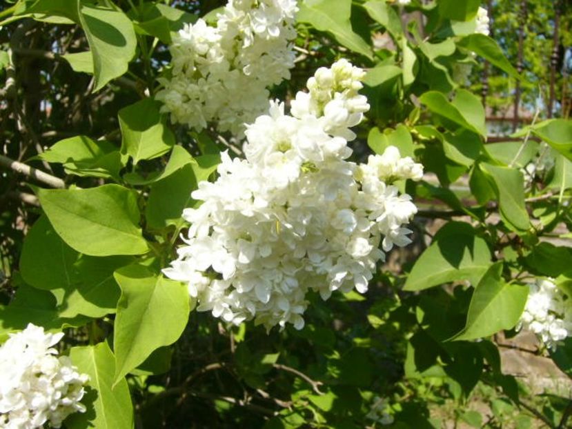 P1350660 - ANUL 2020