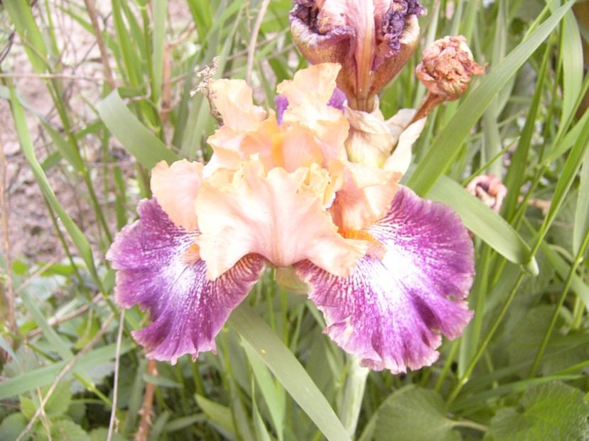 P1350752 - ANUL 2020