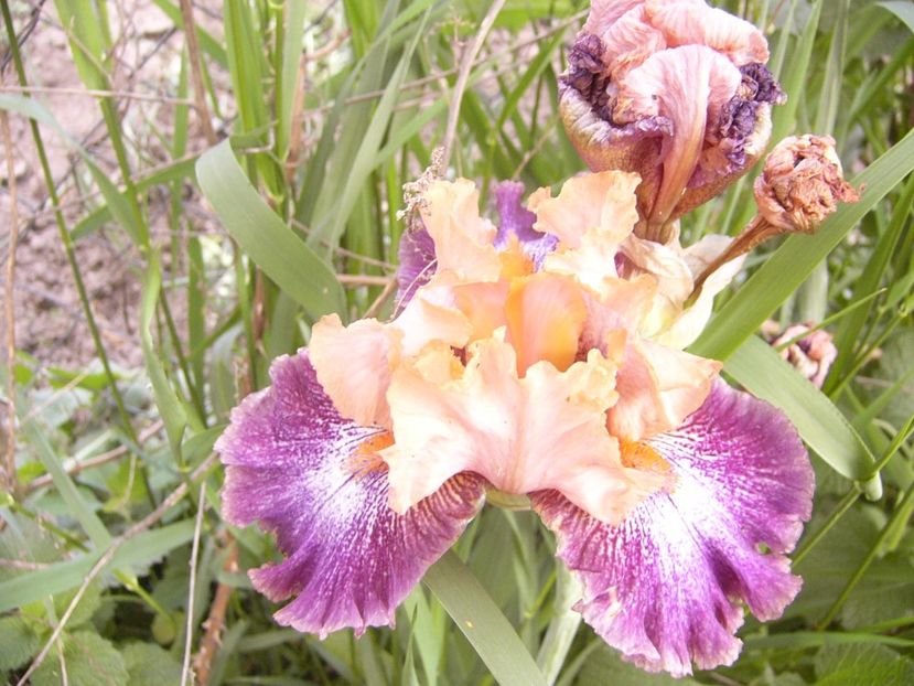 P1350753 - ANUL 2020