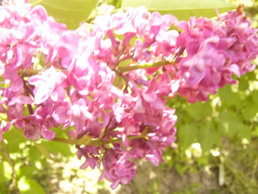 P1350790 - ANUL 2020