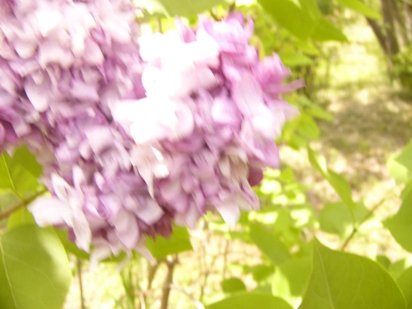 P1350794 - ANUL 2020