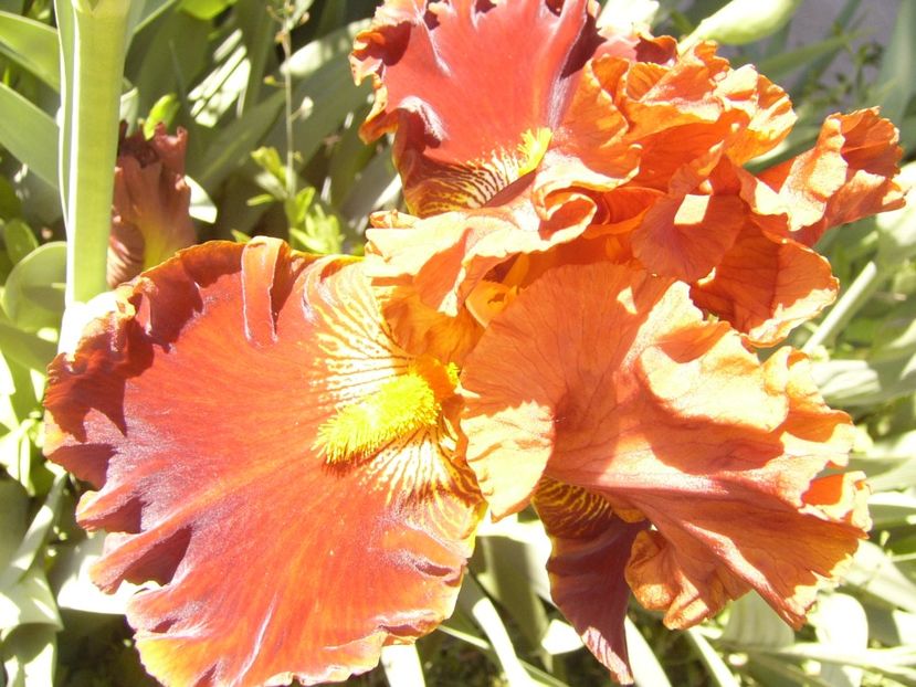 P1350825 - ANUL 2020