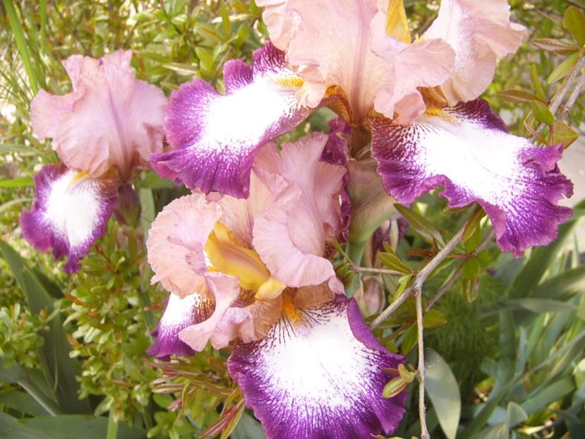 P1350848 - ANUL 2020