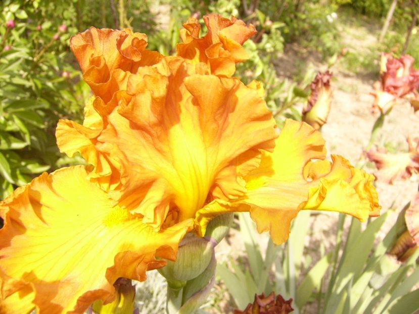 P1350892 - ANUL 2020