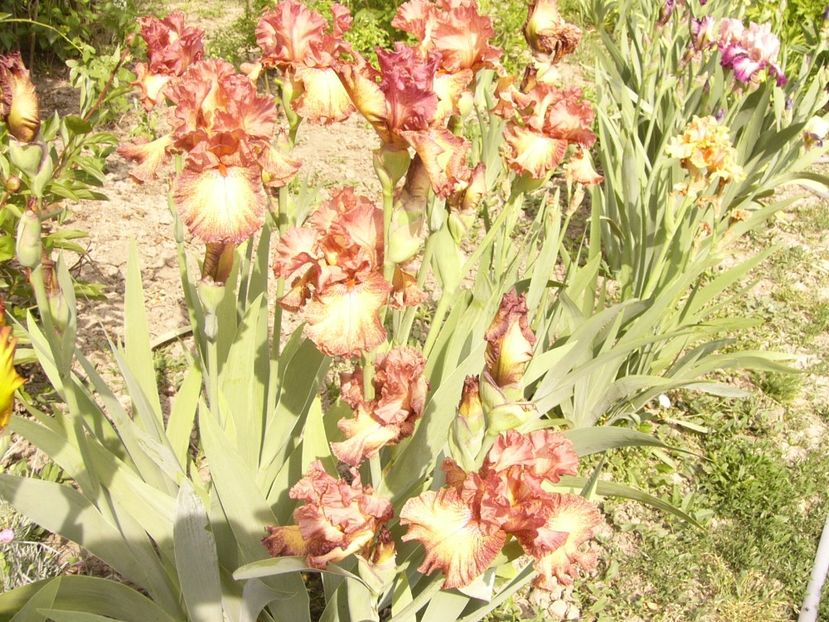 P1350893 - ANUL 2020