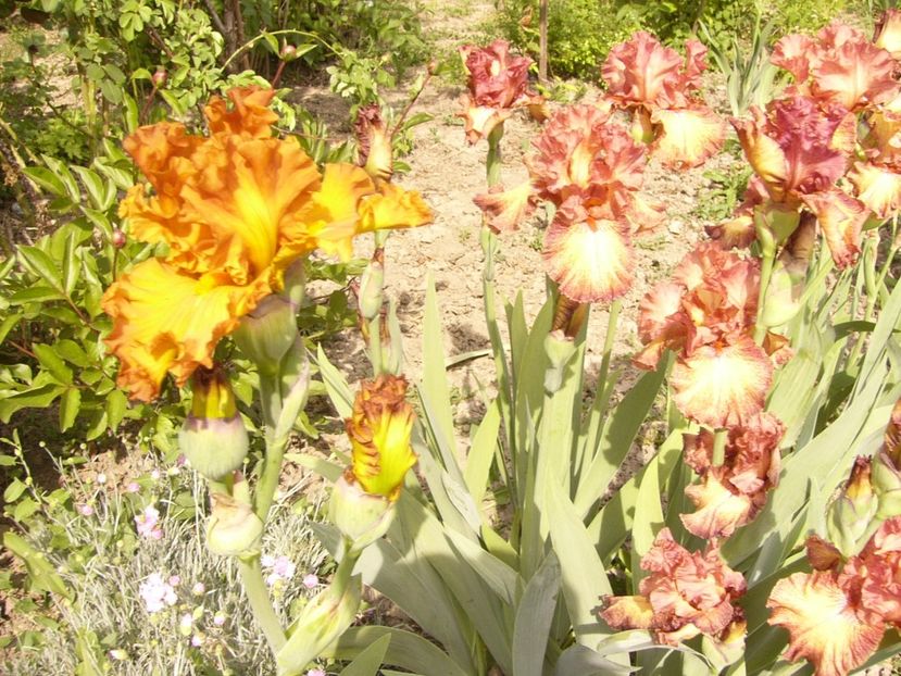 P1350894 - ANUL 2020