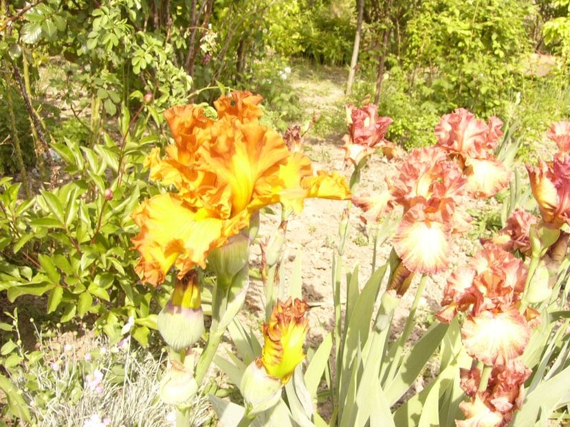 P1350895 - ANUL 2020