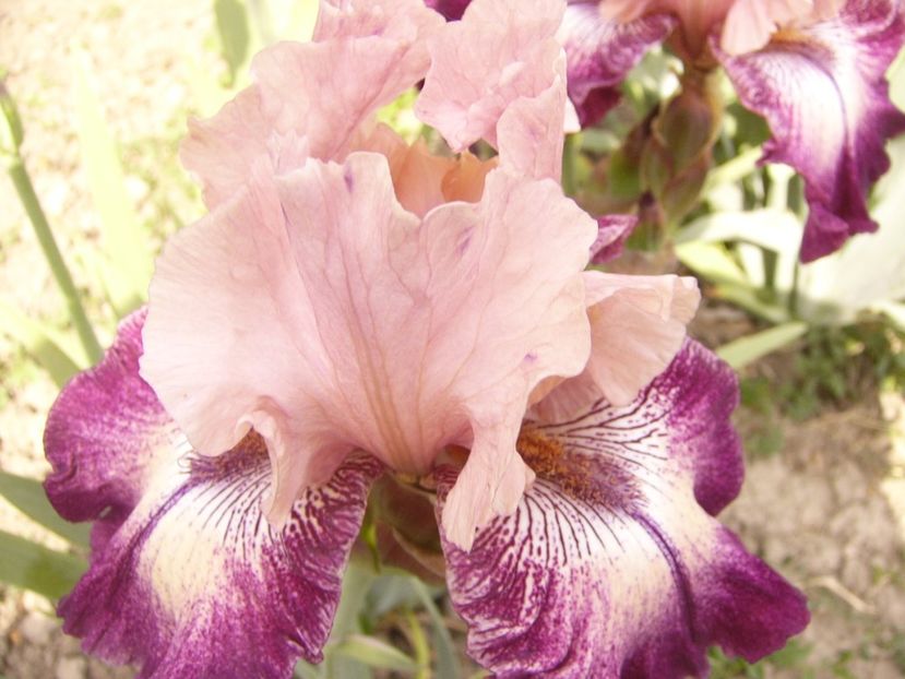 P1350896 - ANUL 2020