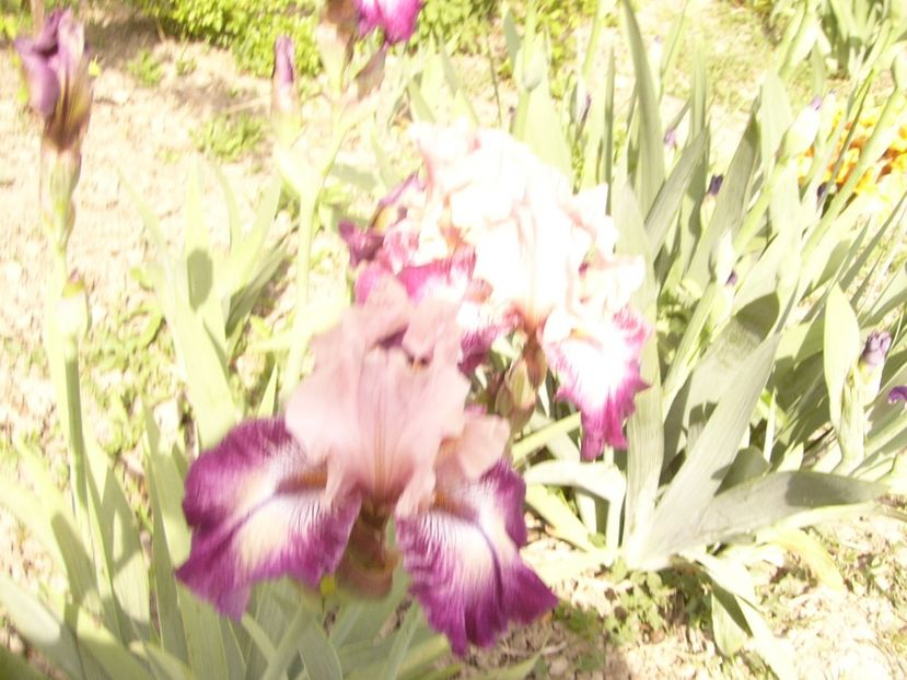 P1350898 - ANUL 2020