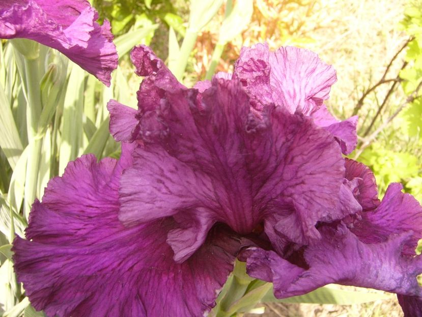 P1350900 - ANUL 2020