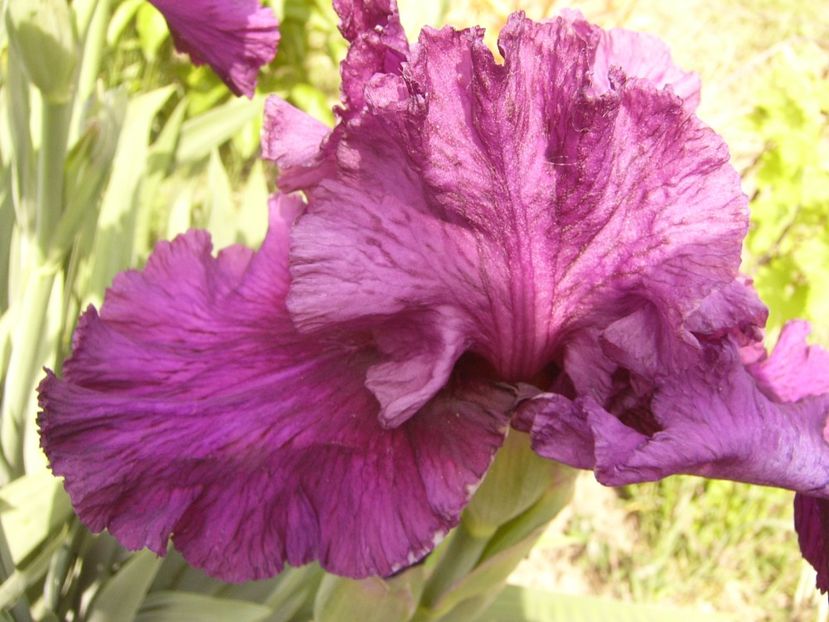 P1350901 - ANUL 2020