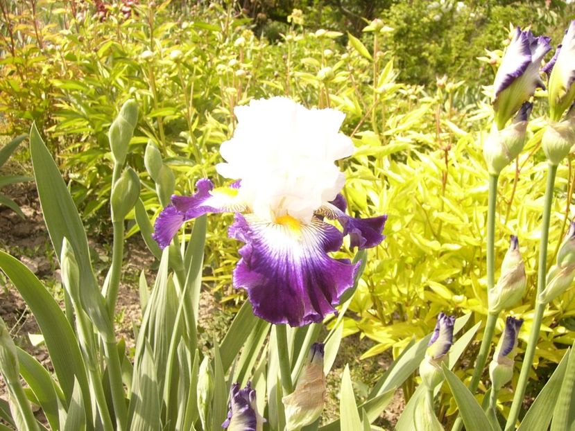 P1350903 - ANUL 2020